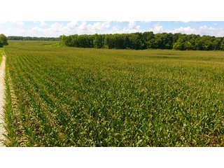 Property photo 47 - LAND AUCTION - 1,193+/- ACRES IN 14 TRACTS IN PIKE & GIBSON COUNTY, INDIANA
